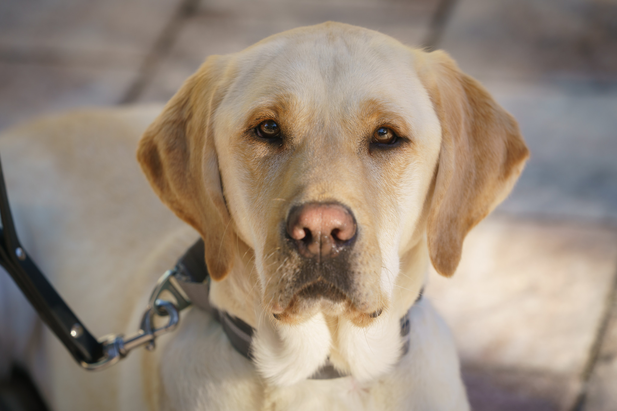 Yellow lab looks intently at camera