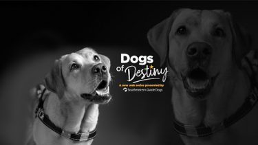 Dogs of Destiny: two yellow lab guide dogs stand behind text