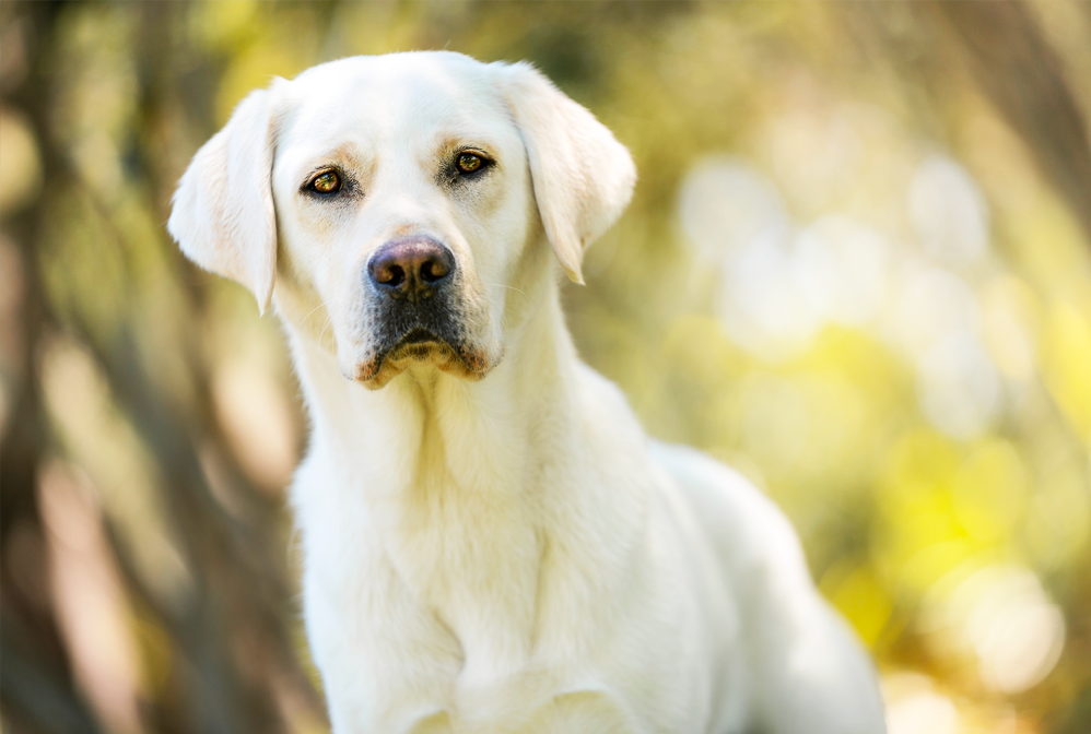 White Labrador Retriever looking straight ahead