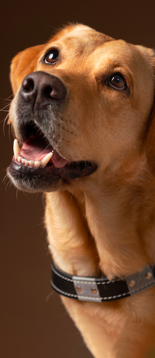 Headshot of golden lab in harness