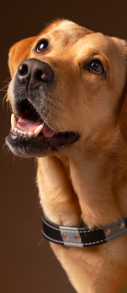 Game Day in the Life of Bolt  Southeastern Guide Dogs 