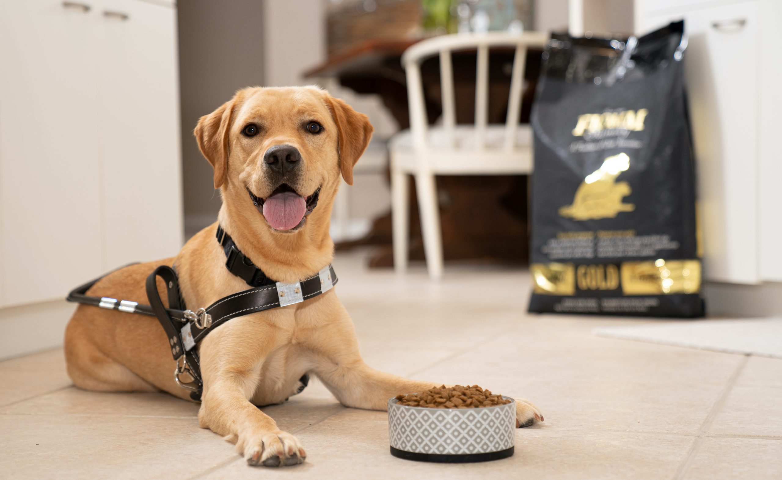 Yellow guide dog lays with bowl of food in front and a bag of Fromm in the background