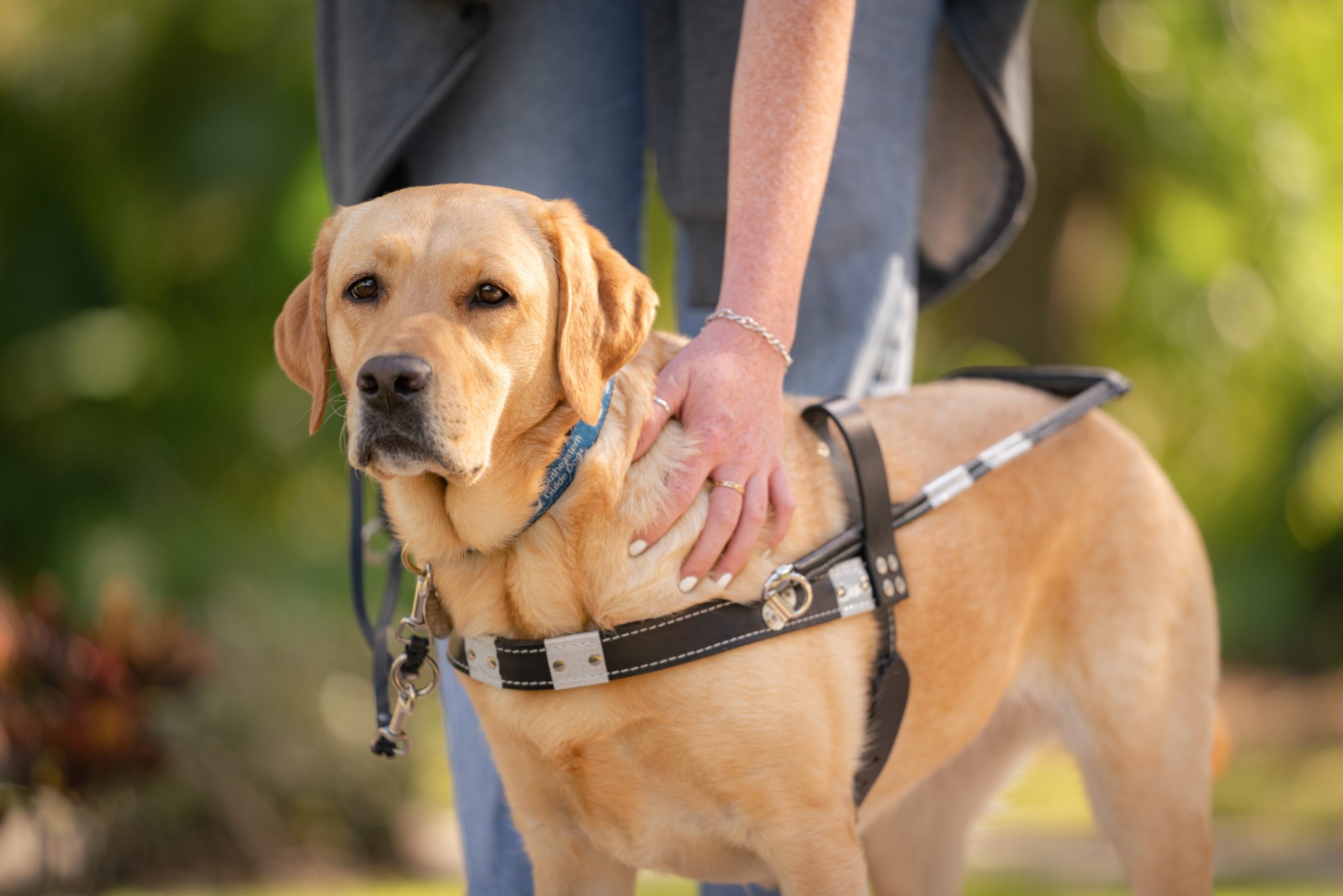 Yellow guide dog in harness stand with its handlers hand on its shoulder