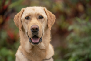 Headshot of a yellow lab 