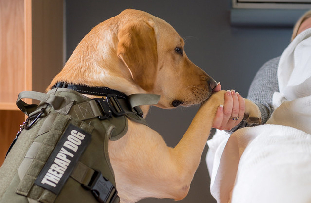 Therapy dog wearing green vest places paw in woman hand