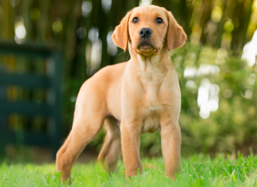 Yellow lab puppy stands in grass looking towards camera