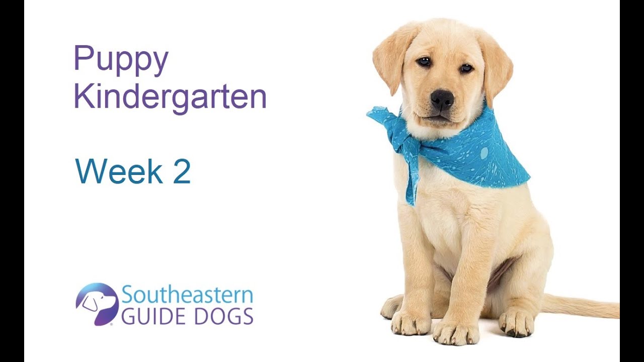 Puppy Kindergarten Week Two