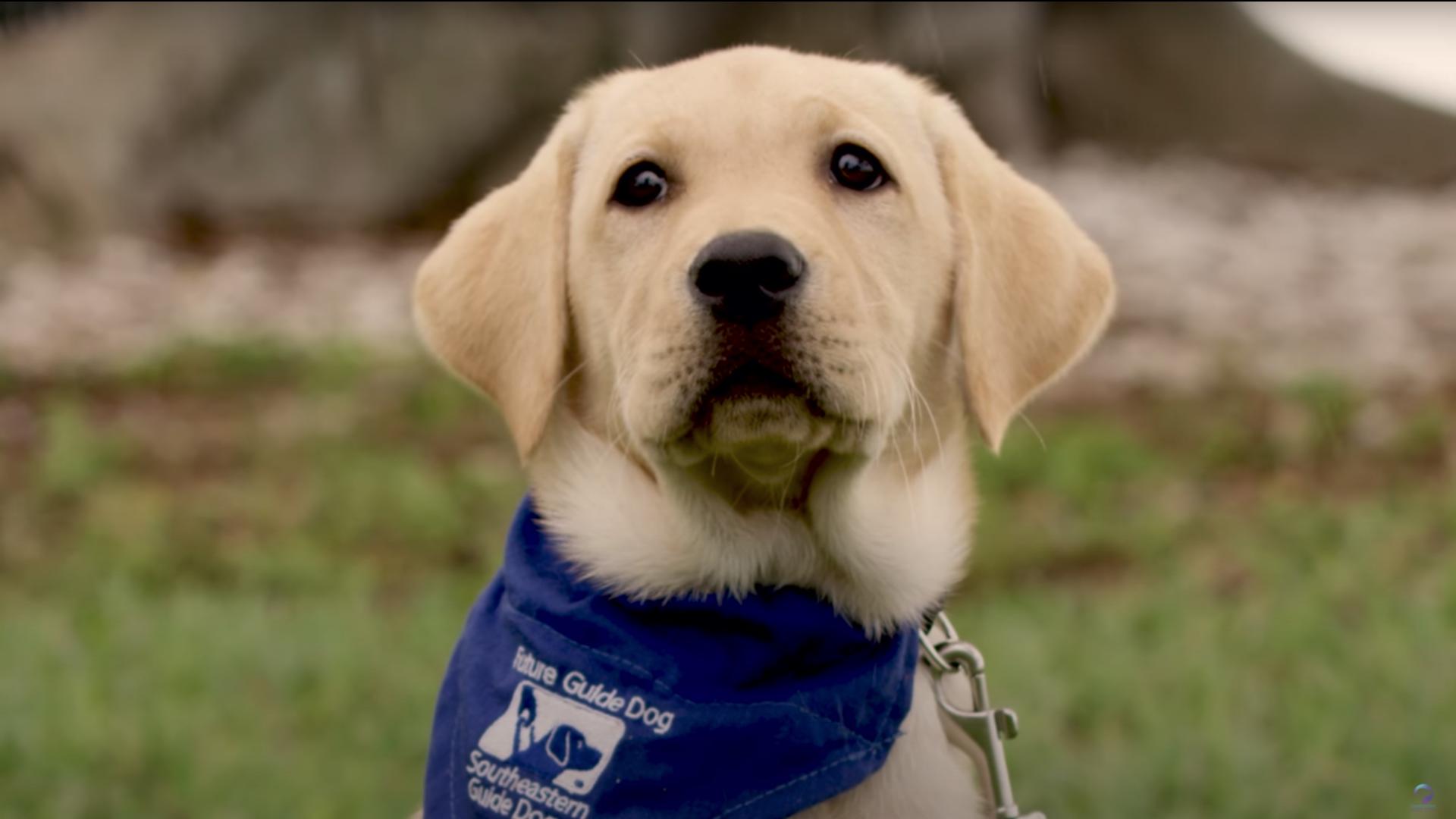 Yellow lab puppy sits and looks up and is wearing blue puppy bandana