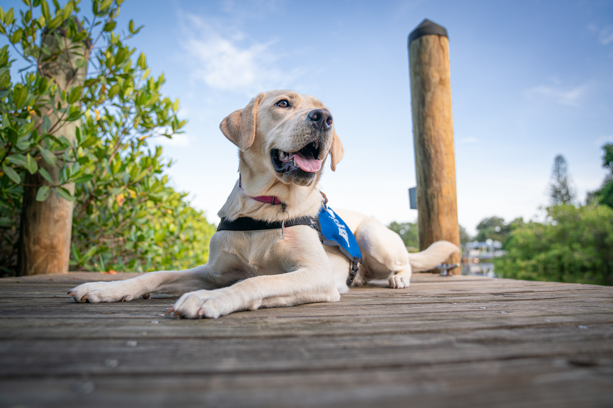 Yellow lab puppy in training lays on a dock and looks into the distance