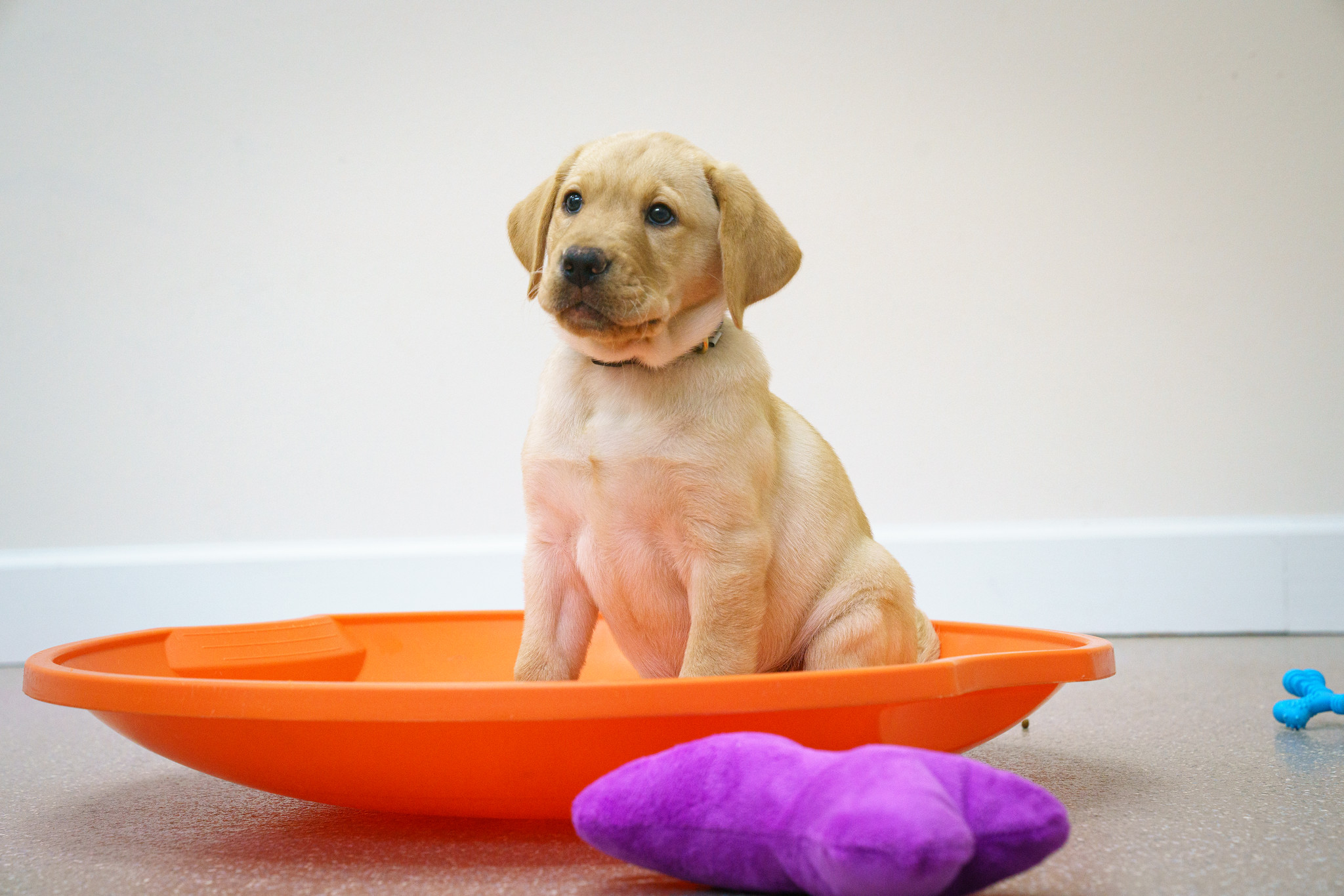Yellow lab puppy sits in orange disk with plush toys surrounding it