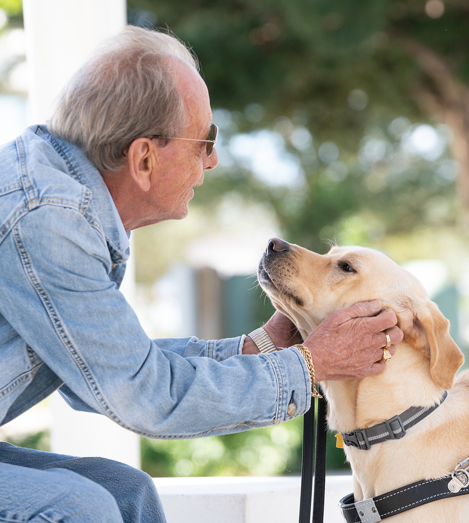 Man sits and faces yellow guide dog in harness and pets head