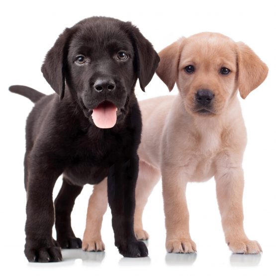 two cute labrador puppies - one with mouth open and one looking away