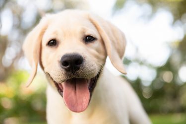 Headshot of yellow lab puppy