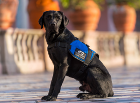 Black dog wearing blue Southeastern Guide Dogs vest sits looking at the camera