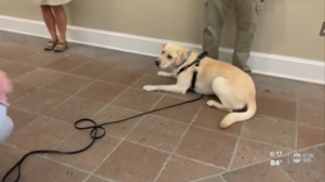 A yellow lab lays down next to a mans feet