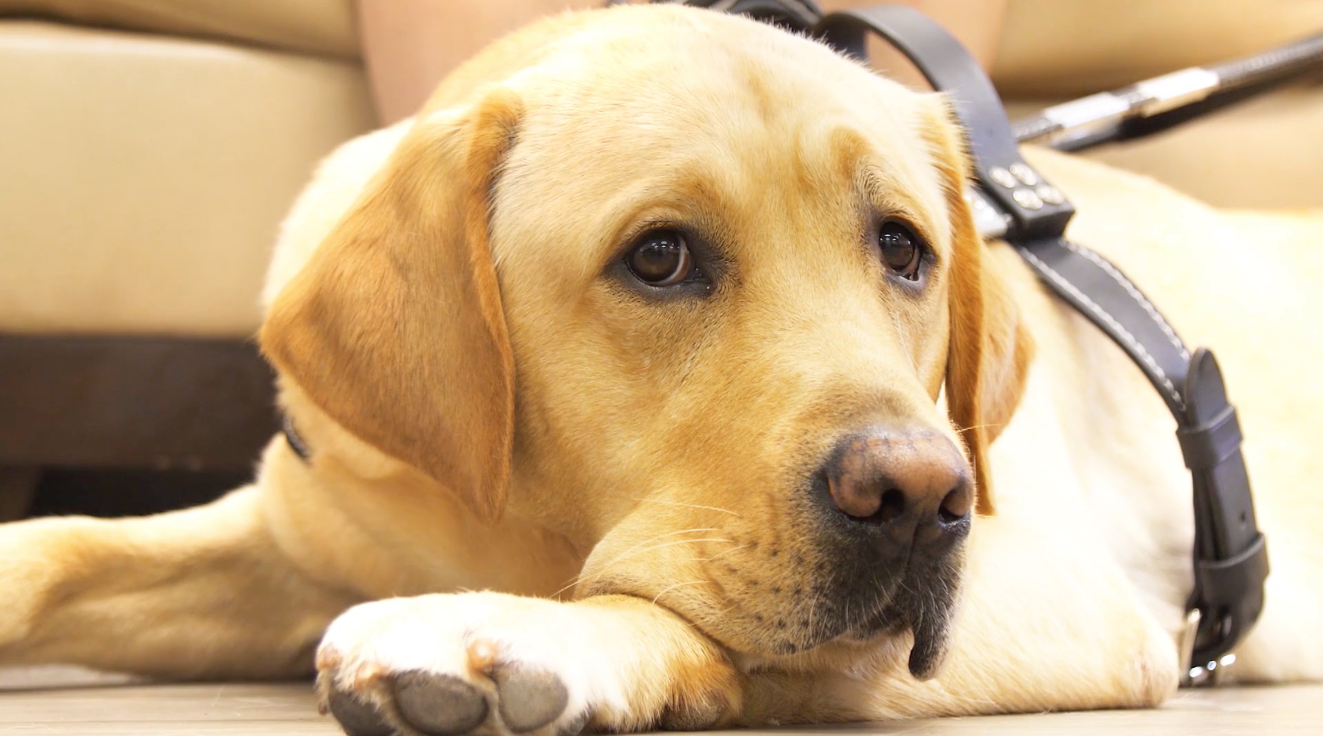 Headshot of yellow lab guide in harness lays