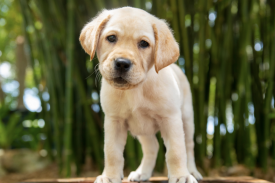Yellow lab puppy stands looking at the camera with head slightly tilted