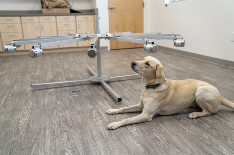 A yellow lab lays under a scent detection contraption