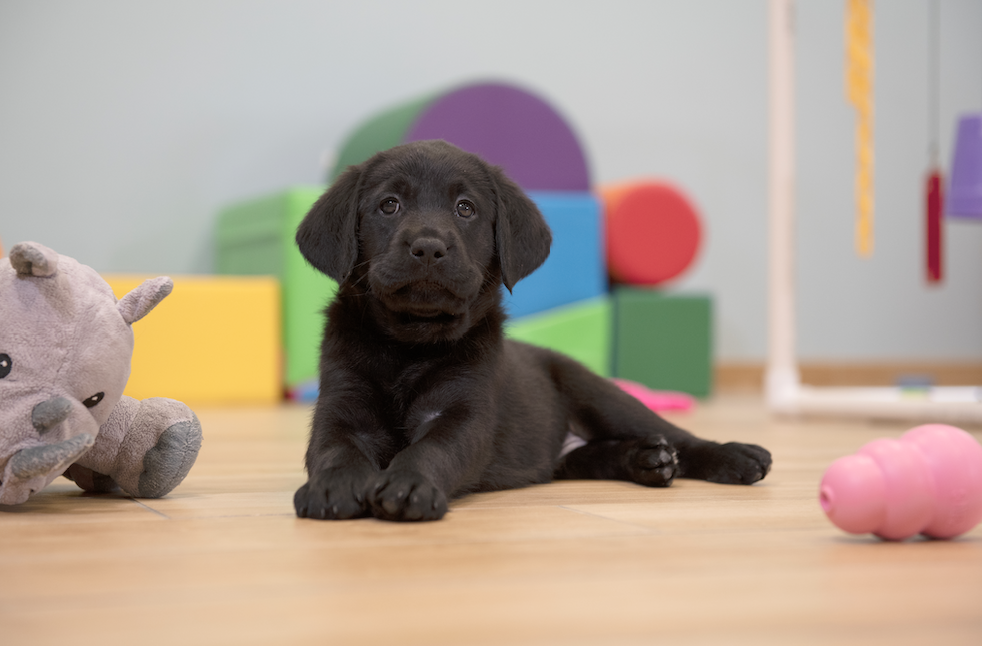 a black lab puppy lays in a room surrounded by colorful toys