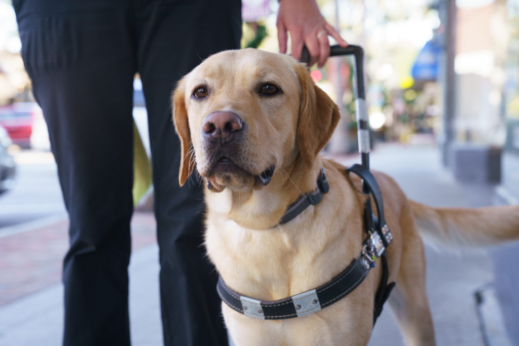 Close up of a yellow lab guide dog looking into the distance
