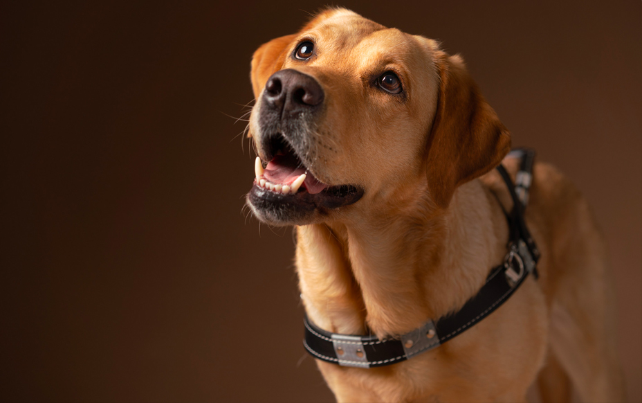 Headshot of yellow lab in harness looks up