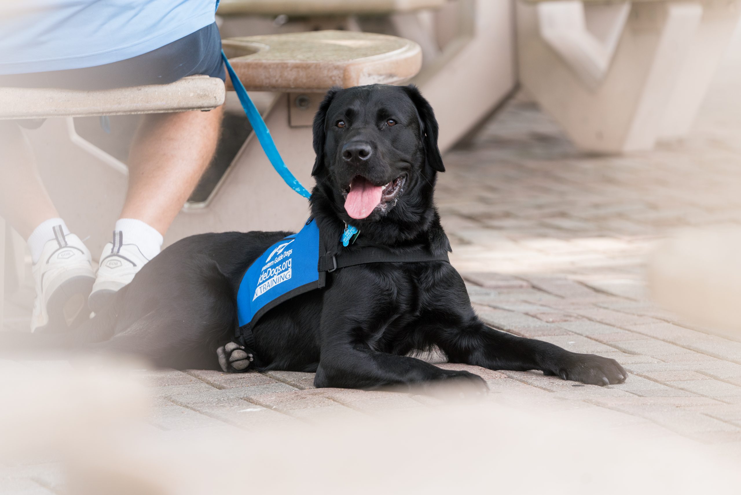 Black lab in blue Southeastern Guide Dogs In Training coat lays by a table with his tongue sticking out and looks off into the distance