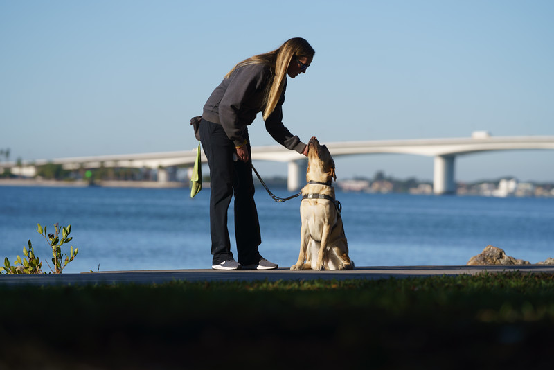 A guide dog trainer bends over and pets a yellow lab guide dog on the head.