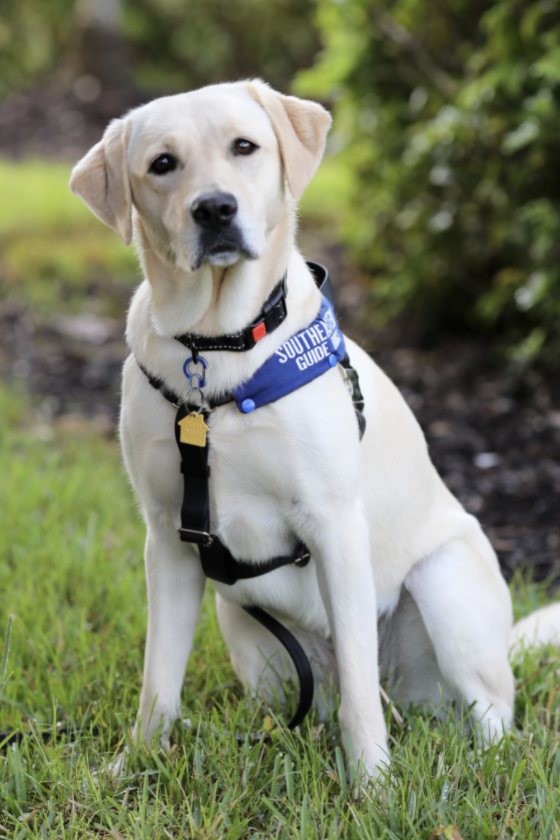 scent detection dog Buffy