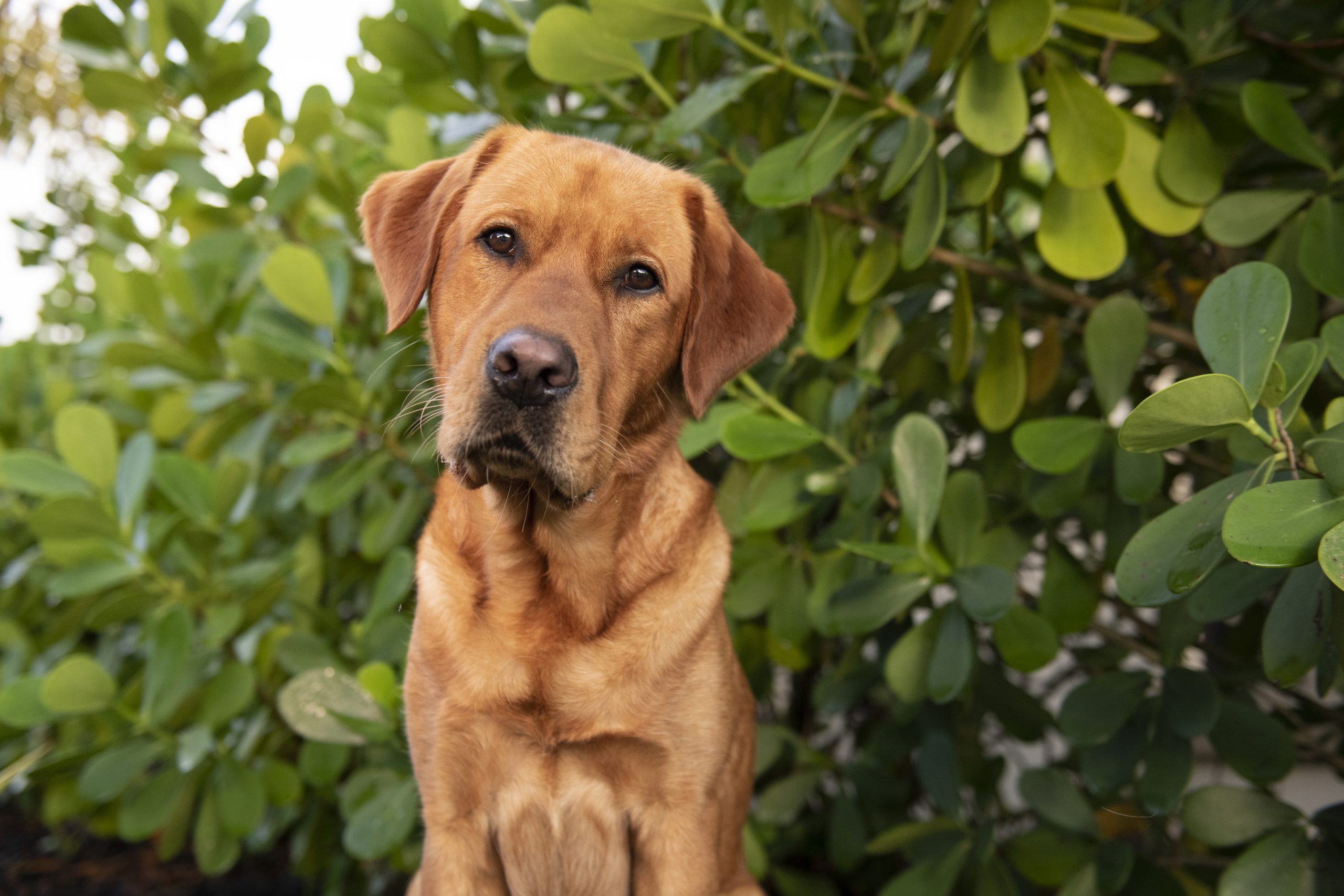 Goldador dog sits and looks at the camera with his ears perked up