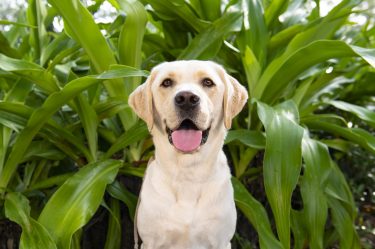 Headshot white Labrador Retriever looks at the camera