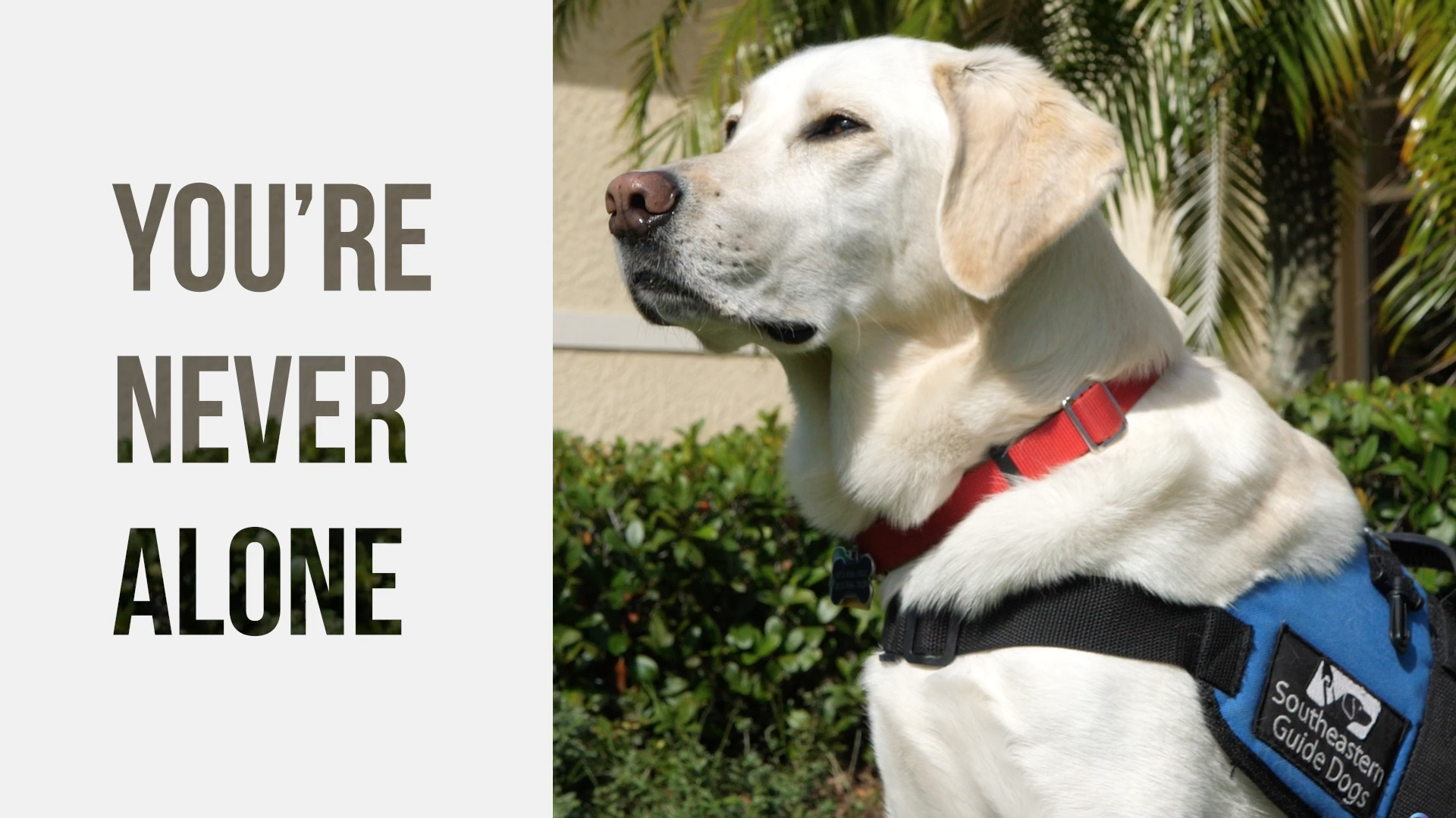Text: You're Never Alone with a yellow lab sitting next to text