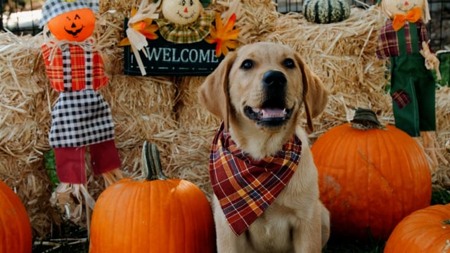A yellow lab puppy sits in a pumpkin patch wearing a Halloween bandana