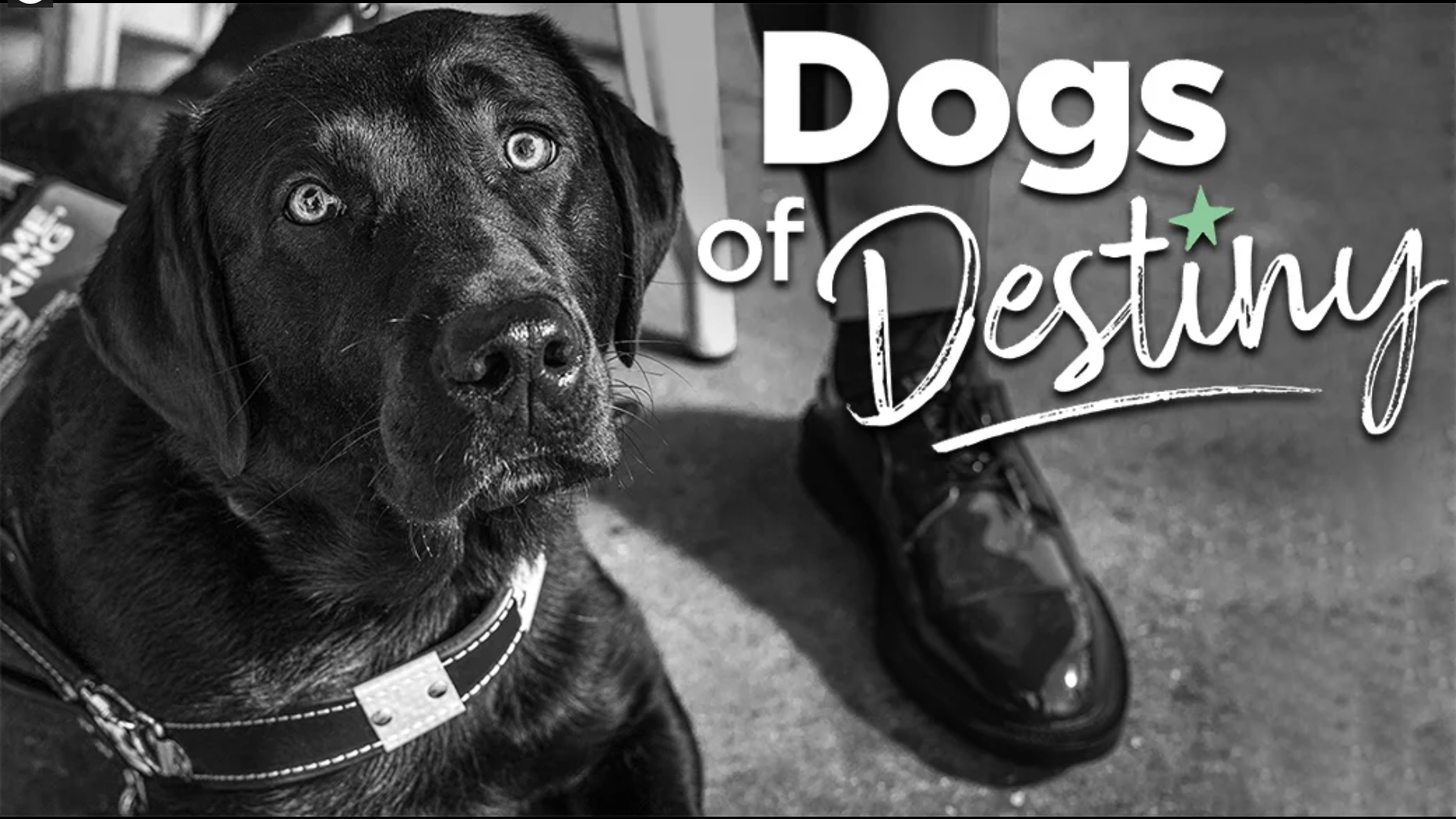 Text: Dogs of Destiny, with a black lab in harness laying down next to handler feet and looks at camera in a black and white filter