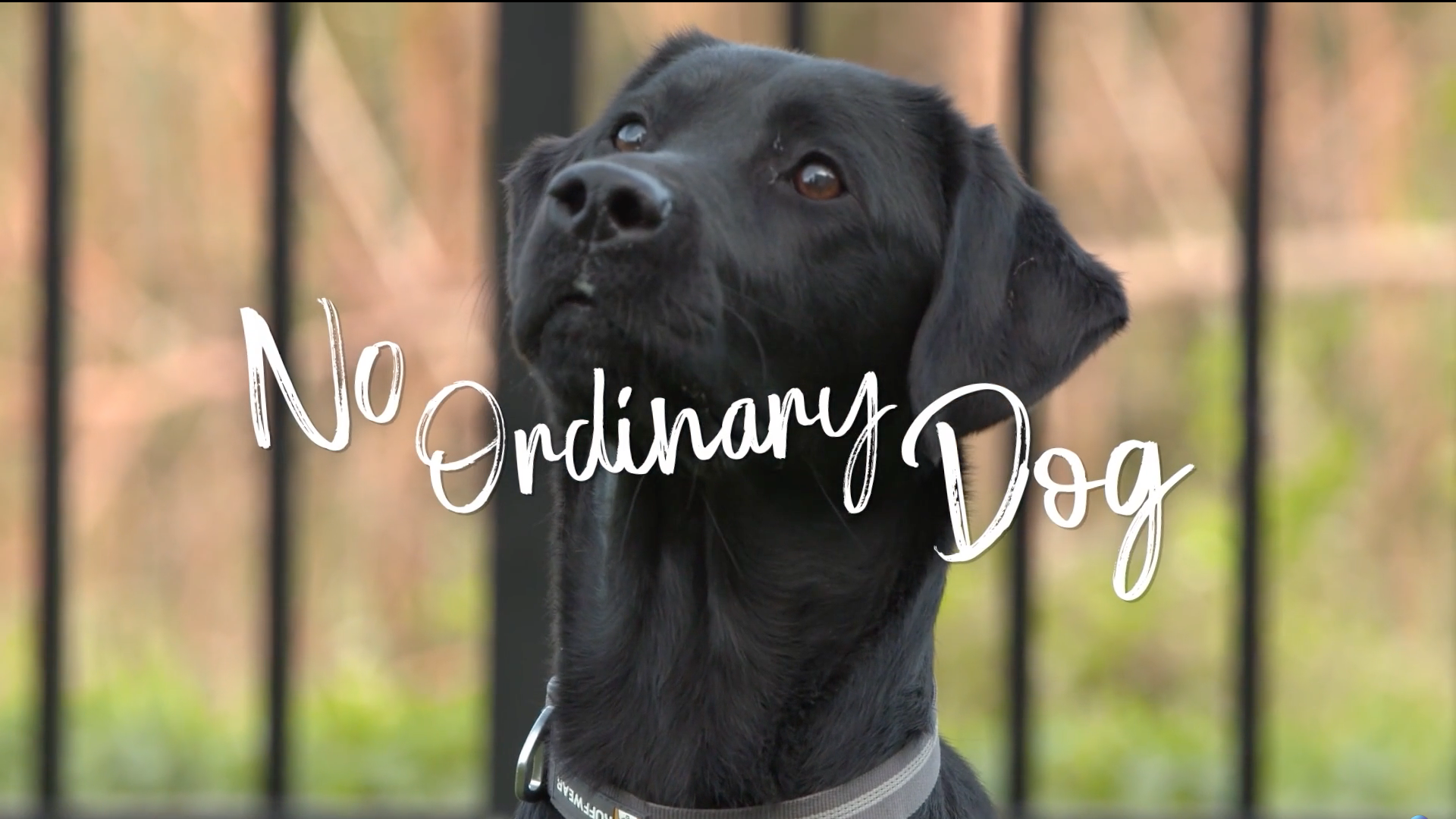 Text: No Ordinary Dog, pictured with a Black lab looking up
