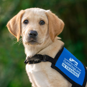 Headshot of Goldador wears In Training coat
