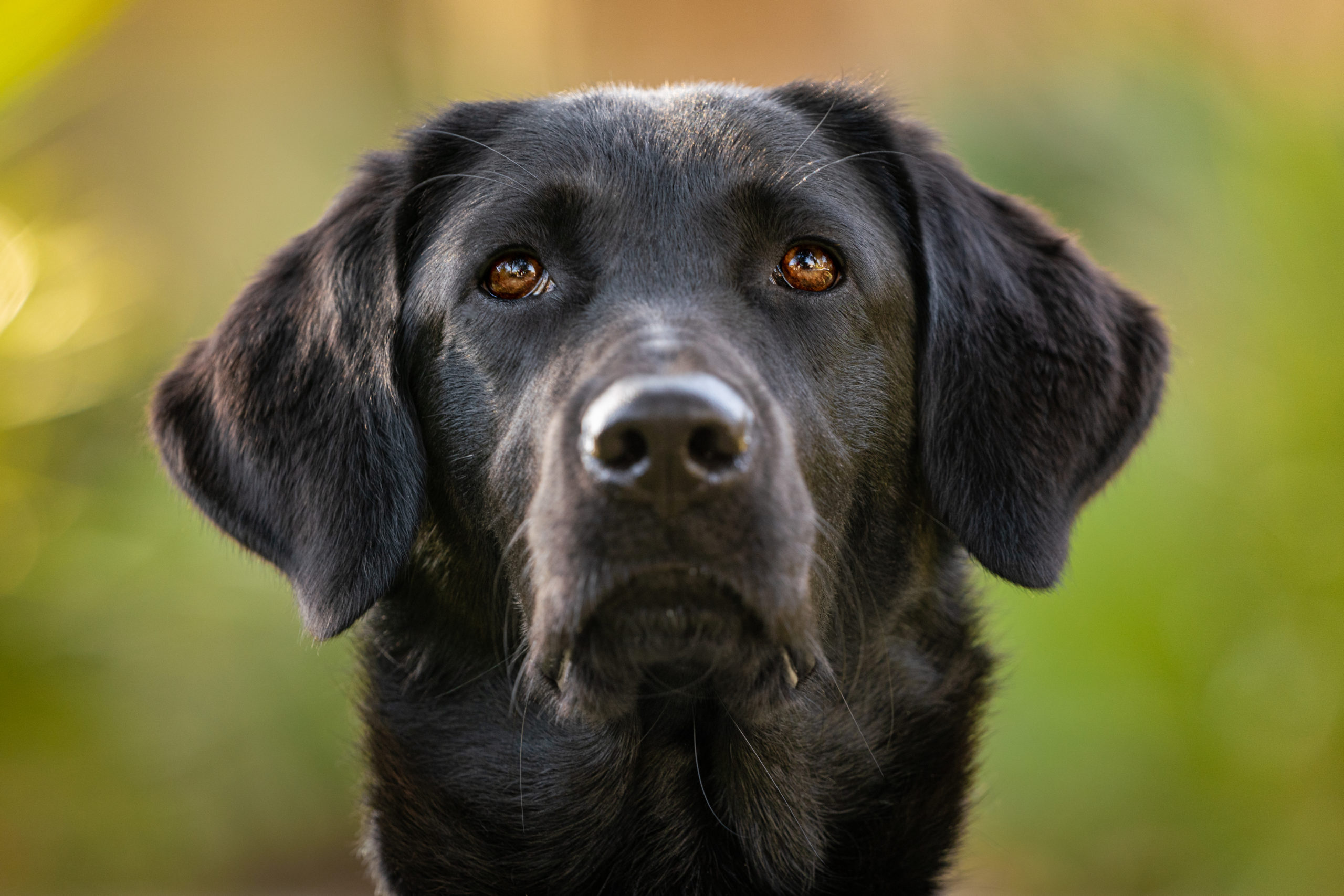 Dogs - Healthy Pets, Healthy People - CDC