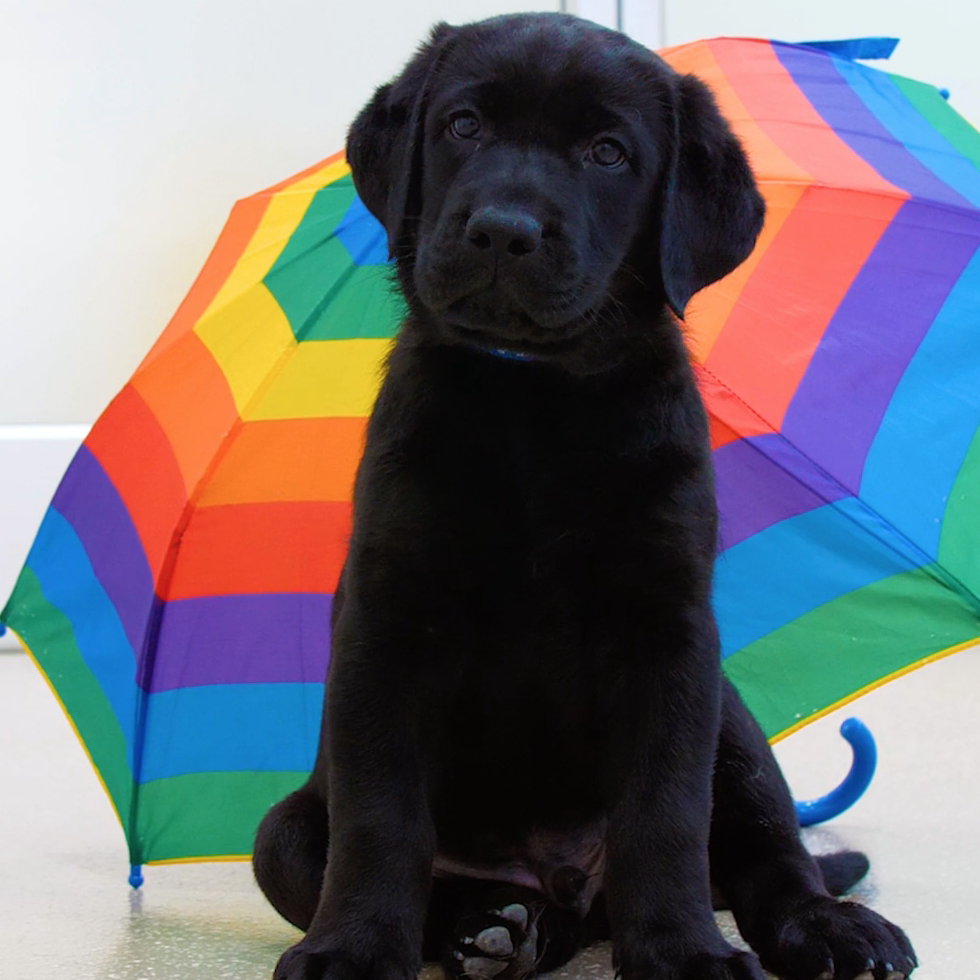 Irwin | Sponsor a Puppy Thumbnail