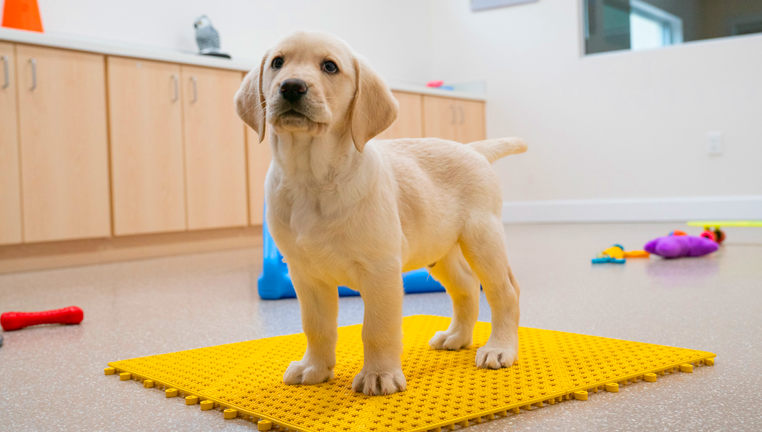 Puppy Starter Program Southeastern Guide Dogs