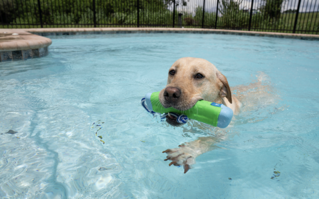 A yellow lab swimming in a pool with a green toy.