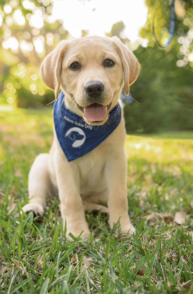 A yellow Lab puppy in a blue bandana