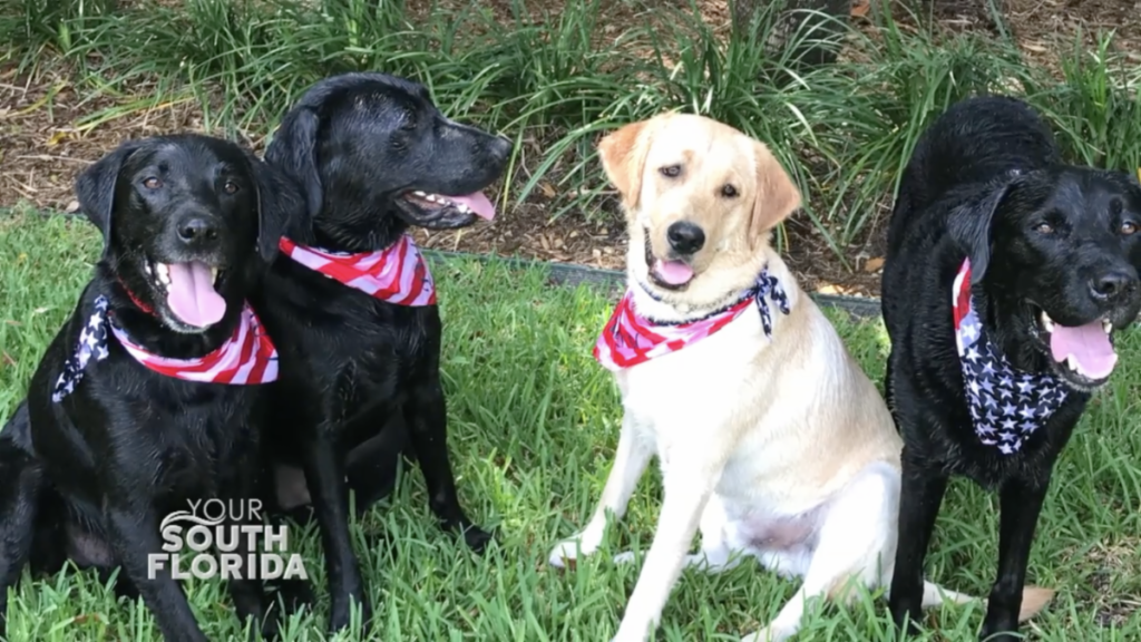 Three black Labs and a yellow Lab wearing American flag bandanas