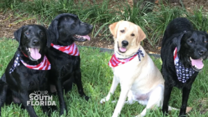 Three black Labs and a yellow Lab wearing American flag bandanas