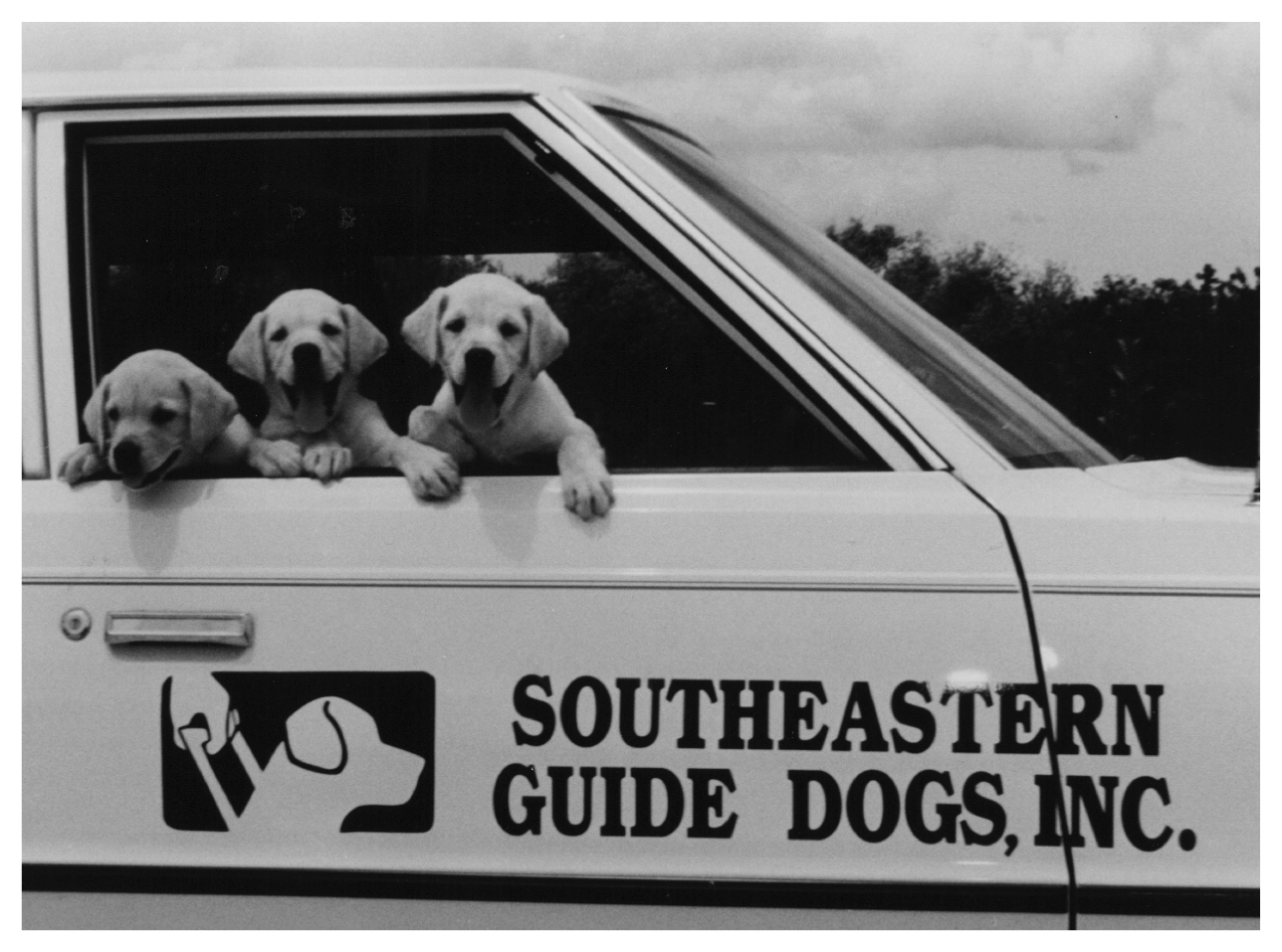 An old black and white photo of three yellow Labrador retriever puppies looking out of the window of an old car.