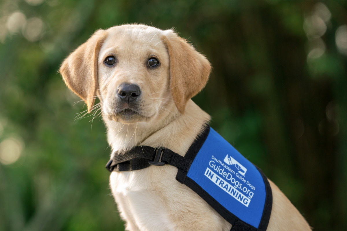 In The News - February 2022 - Southeastern Guide Dogs Inc