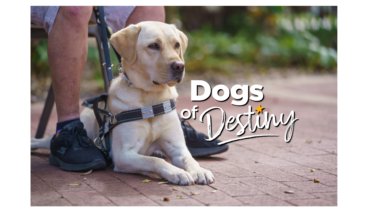 The Dogs of Destiny logo with a beautiful yellow Lab GuideDog