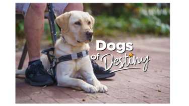 The Dogs of Destiny logo with a beautiful yellow Lab GuideDog