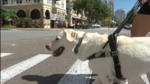 A close-up photo of a yellow lab with harness on in St.Petersburg