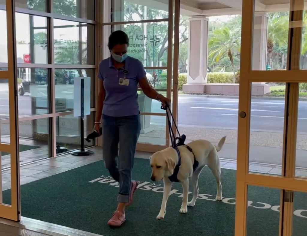 A photo of service dog Sophie being lead into HCA Sarasota Doctors Hospital.