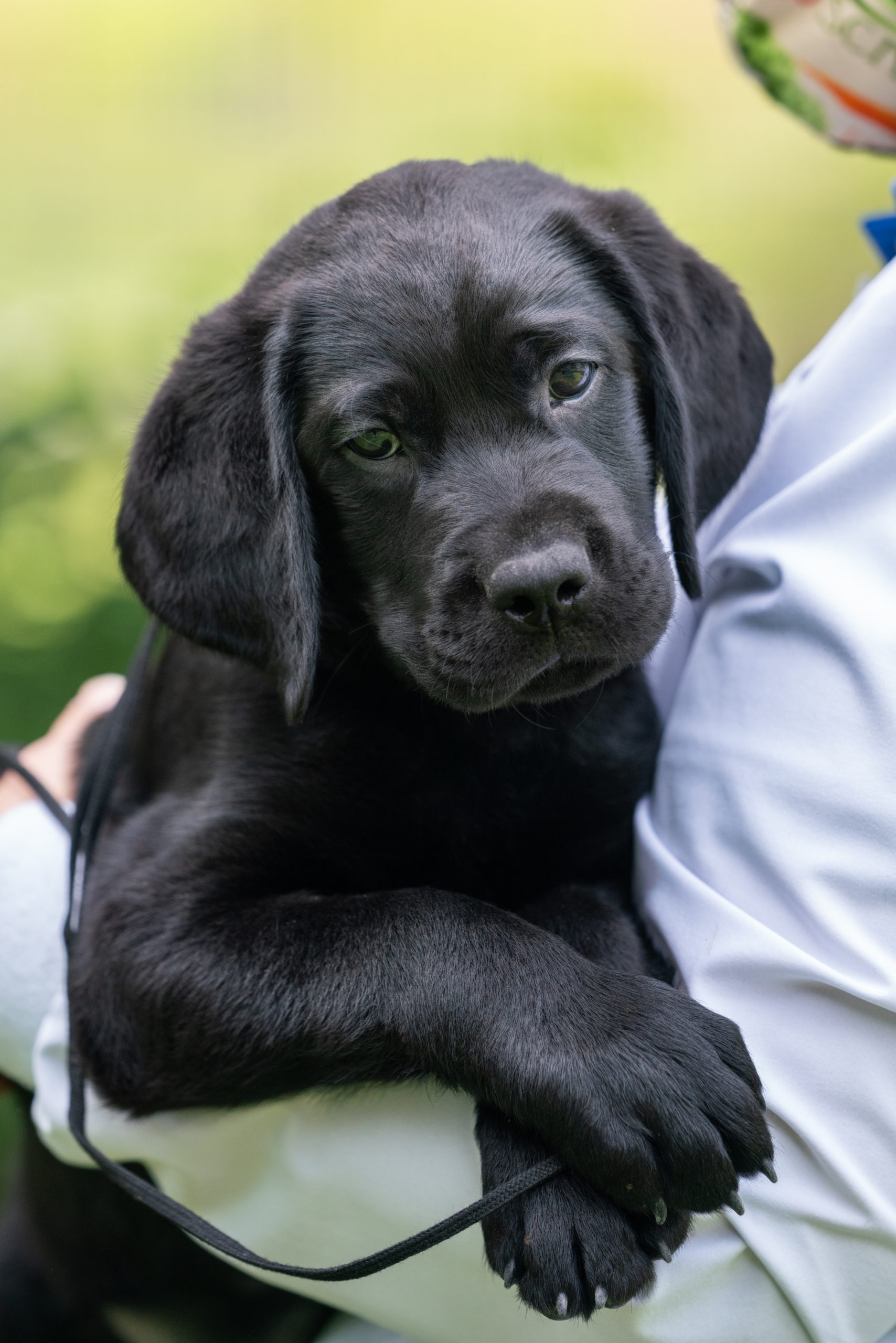 A cute black Labrador puppy being held closely by a puppy raiser.