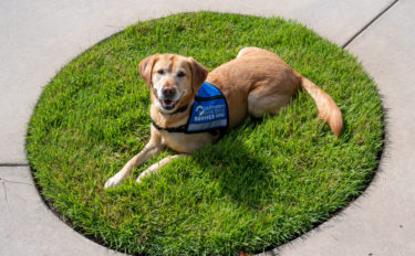 Service dog Quincy laying on a circle of green grass.